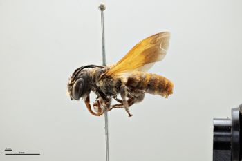 Media type: image;   Entomology 786016 Aspect: habitus lateral view